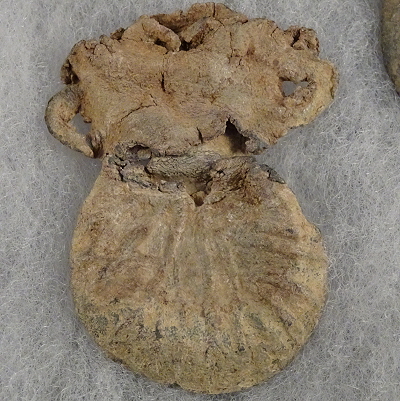 Pilgrim's Ampulla found in Derbyshire, broken open to release its contents.