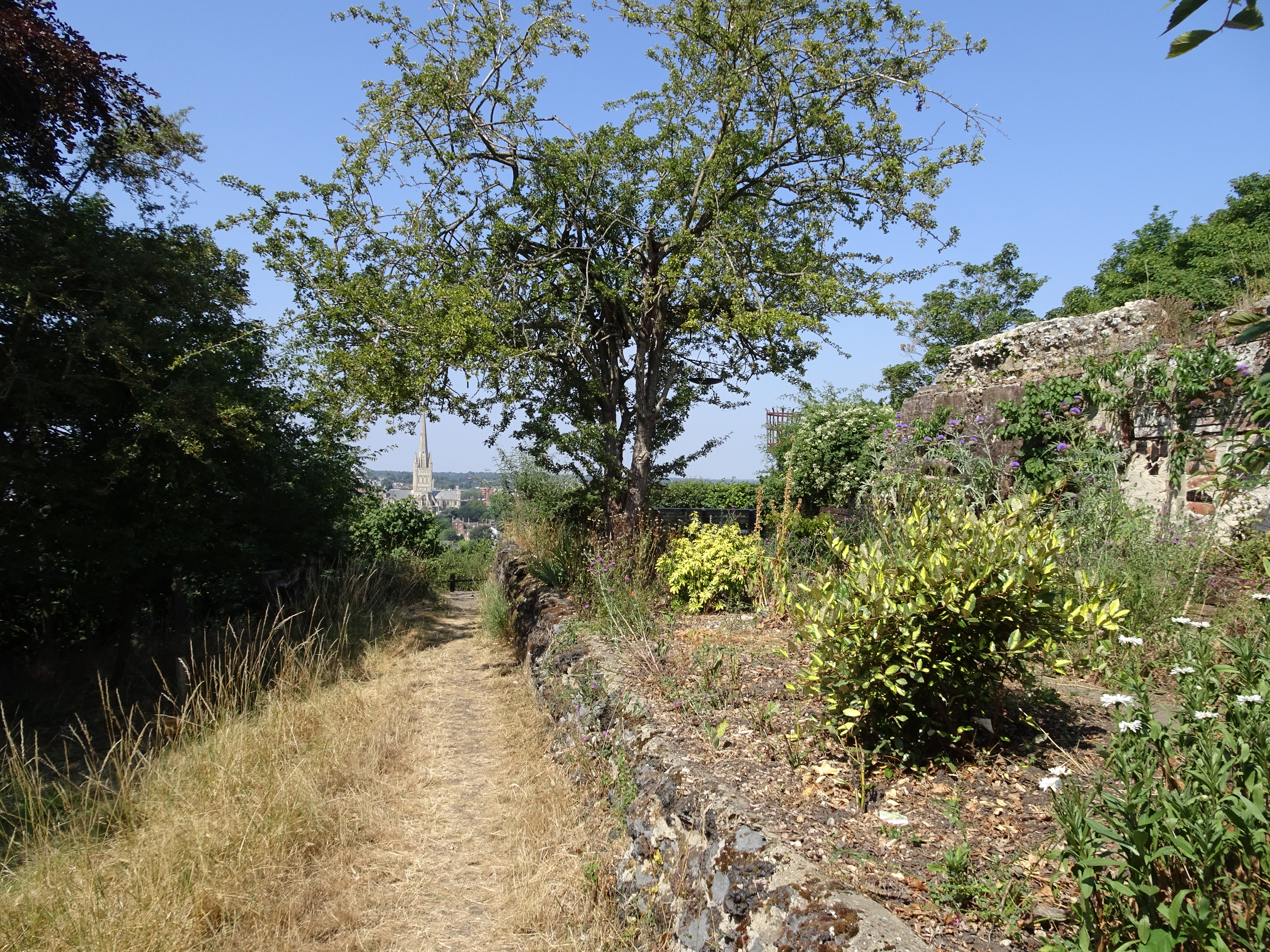 Kett's Heights in Norwich, with vegetation, a tree at centre, remains of St Michael's Chapel to the right and a view to Norwich Cathedral in the back left.